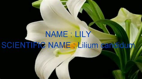 Scientific Names Of Flowers Scientific Names Of 10 Flowers Youtube