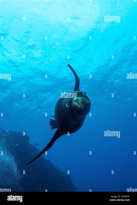 The Galápagos Sea Lion Zalophus Wollebaeki Entertaining A Diver At