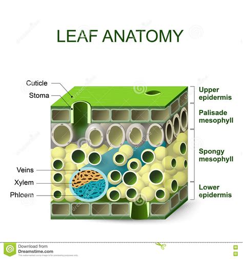 Diagram Of Leaf Structure Stock Vector Illustration Of Leaf 76607830