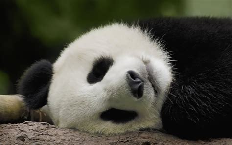 44 Wallpapers Of Pandas Wallpapersafari