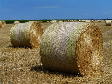 Straw Bales Harvested Grain Free Photo On Pixabay Pixabay