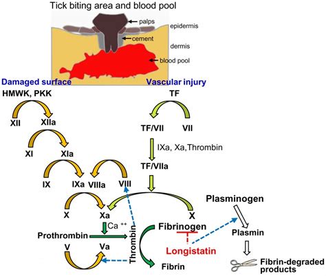 Blood Clotting Cascade Diagram