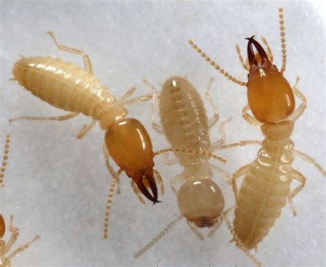 Formosan Termites Team Pest Usa