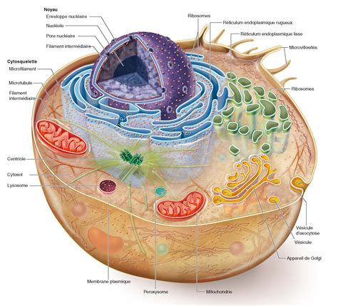 Schéma Simplifié Dune Cellule Humaine