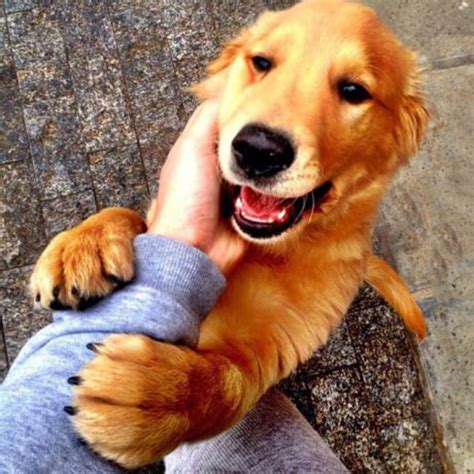 29 Ridiculously Happy Animals That Will Fill Your Heart With Joy