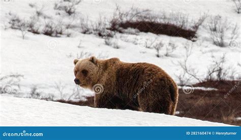 Grizzly Bear In Snow In Denali National Park In Alaska Usa Stock Photo