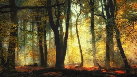 Forest With Trees And Sunlight During Daytime Hd Nature Wallpapers Hd