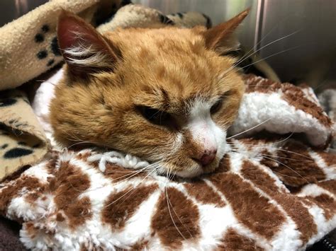 Humane Society Seeks Information About Neglected And Abandoned Cat ...