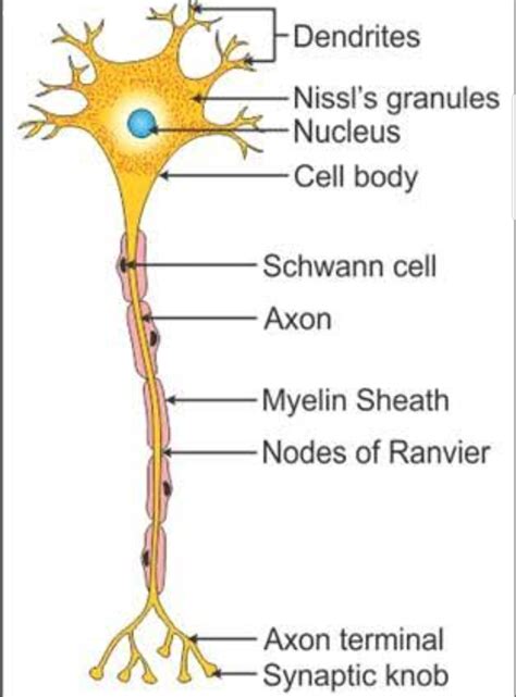 Draw A Well Labelled And Neat Diagram Of Neuron Of Nerve Cells Porn Sexiz Pix