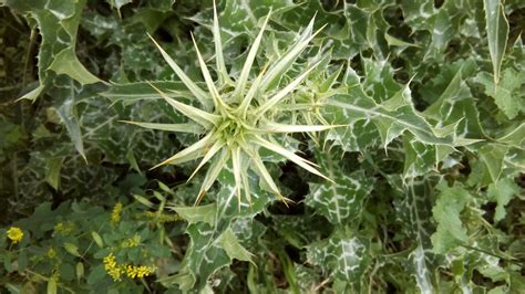 Banco De Imagens Plantas Pinchos Cardo Plantar Flora Folha