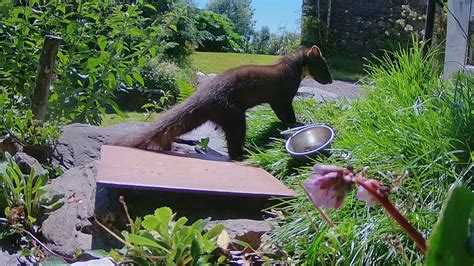 Pine Marten Mid Day Visit With Scent And Scat 1080p Hd Youtube