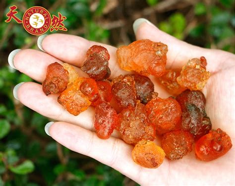 Have you had peach gum / peach resin before? Peach Gum for wholesale in Singapore by Natural Brand Trading.