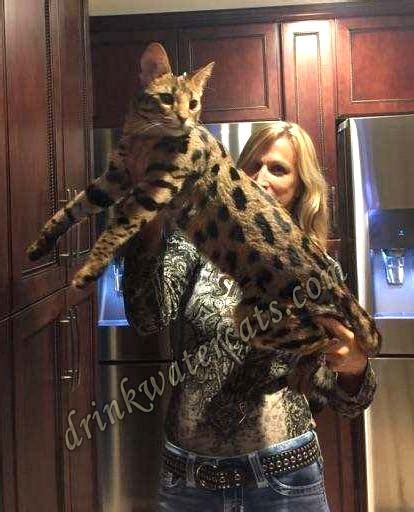Some bengals may take as long as two years to. F1 Savannah Cats for Sale & Breed Information at ...
