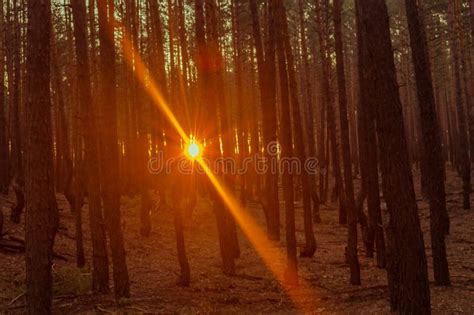 Forest Sunset In The Pine Forest Stock Photo Image Of Morning Sunset