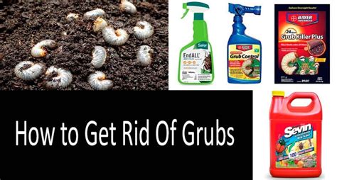 Top 10 Best Grub Killers 2020 How To Get Rid Of Grubs Buyers Guide