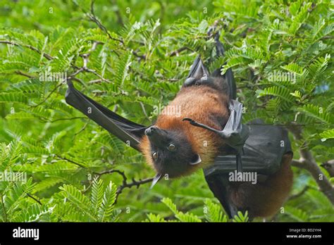 Fruit Bat Flying Fox Stock Photo Alamy