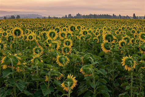 Sunflower Field At Dawn Photograph By Lynn Hopwood Fine Art America