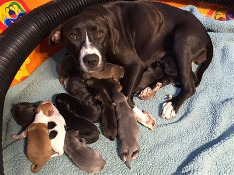 A mother gives birth to four puppies named. Shelter Dog Gives Birth to 16 Puppies on Mother's Day - ABC News