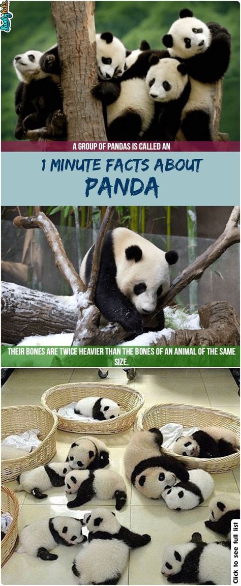 10 Interesting Fun Facts About Panda You Probably Didnt Know Before
