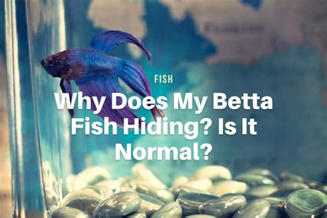 Veiltail Betta Fish Everything You Need To Know The Aqua Advisor