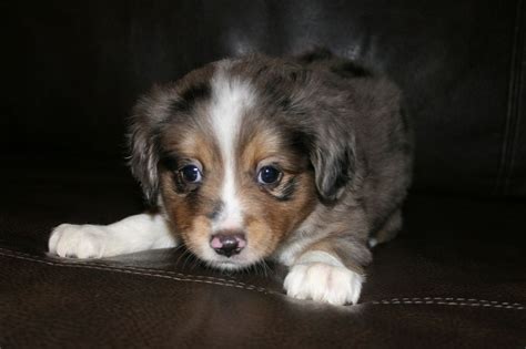 Toy Aussie Puppies For Sale Texas Pudding To Come