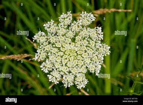 Queen Annes Lace Growing Wild In Roadside Ditch Stock Photo Alamy