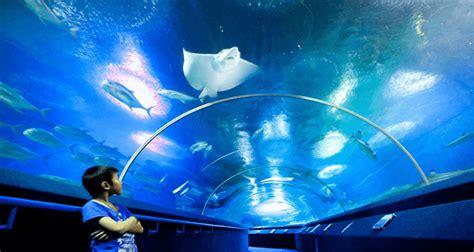 Explore Underwater World Pattaya In Thailand From The Inside Of