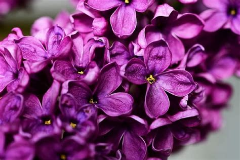 Purple Lilacs Lilac Pretty Flowers Purple Hd Wallpaper Peakpx