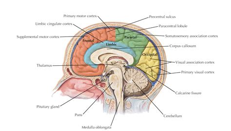 The cross section of a solid is a plane section resulting from a cut (real or imaginary) perpendicular to the length (or breadth of height) of the solid. Brain diagrams