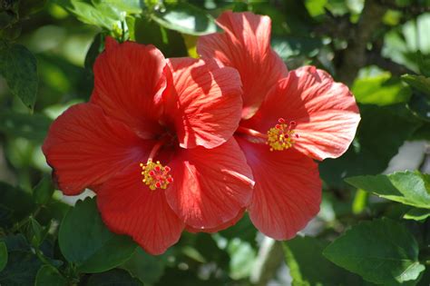 Red Hibiscus Flowers Free Stock Photo Public Domain Pictures
