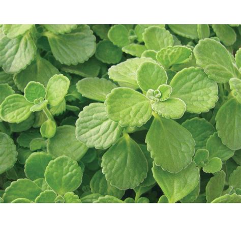 Gray green foliage in a container planting can cool off a hot color scheme. Proven Winners Cerveza in Lime (Plectranthus) Live Plant ...