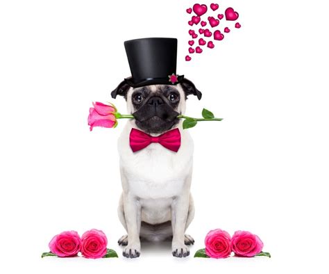 794711 4k 5k 6k 7k Valentines Day Dogs Roses Bulldog Hat