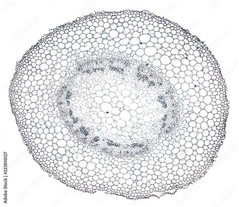 Cotton Root Cross Section Cut Under The Microscope Microscopic View