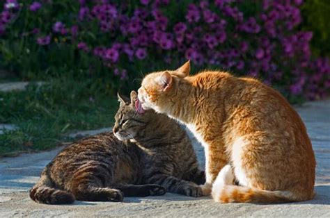Why Do Cats Groom Each Other Best Cat Food Reviews