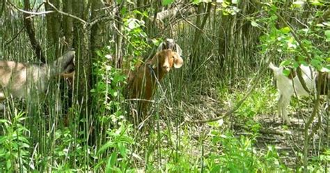 Goats Eating Invasive Plants In Ottawa County