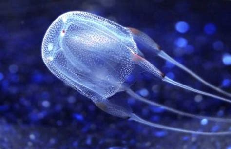 Most Poisonous Jellyfish In The World