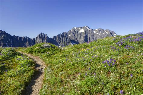 Sahale Arm Trail Through The Flowers 1 North Western Images Photos