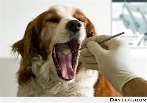 17 Best Images About Dog Dental Problems On Pinterest