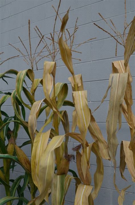 Beautiful Artificial Corn Stalks False Fig