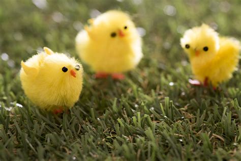 Easter Frame Free Download — Bright Fluffy Yellow Chicks — Картинки и