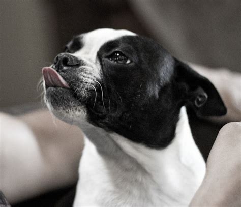 2298 Best Boston Terrier Images On Pinterest