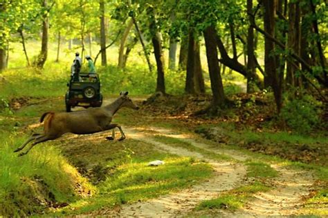 The Must Visit National Parks Of Madhya Pradesh Times Of India Travel