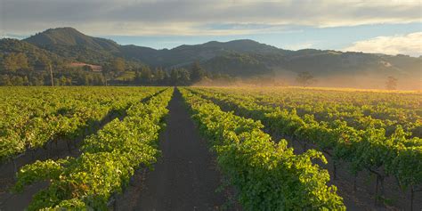 Sonoma Valley Kenwood Vineyards