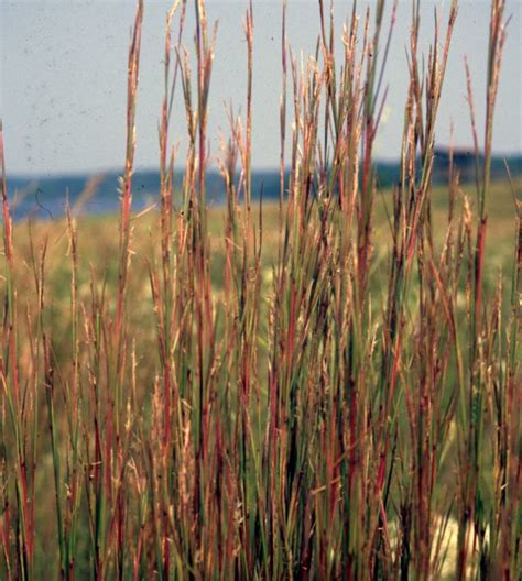 Natural Resource Enterprises Native Warm Season Grasses
