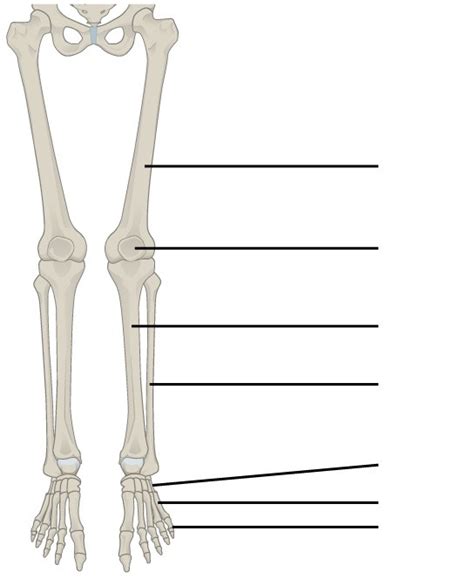 Lower Limb Skeletal Anatomy