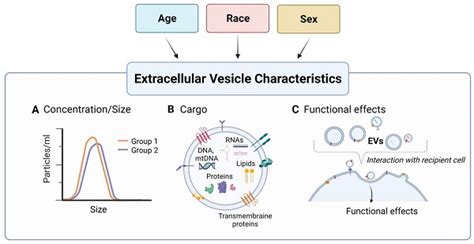 influences of age race and sex on extracellular vesicle characteristics