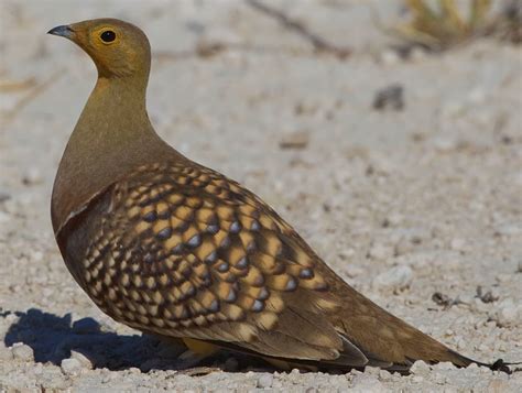 The Sand Grouse The Desert A Life Without Water