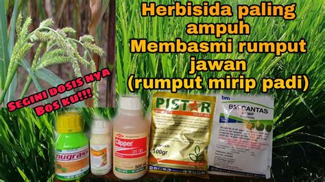 Sebagai salah satu jenis rumput pakan ternak, rumput grinting memang baik untuk kesehatan. Herbisida Untuk Rumput Grinting - Cara Mudah Mengatasi ...