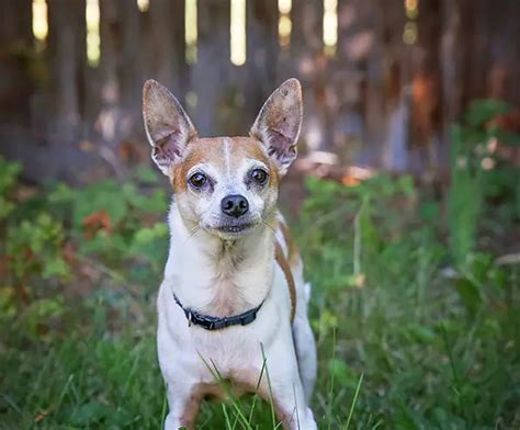 All About The Rat Terrier Corgi Mix With Pictures