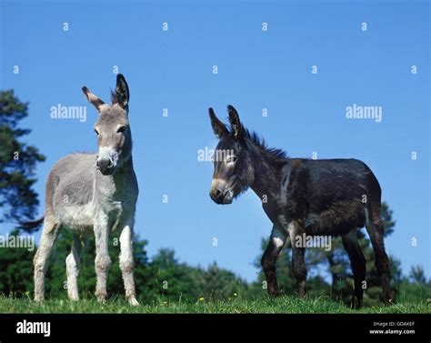 Domestic Donkey And Grey Donkey Stock Photo Alamy